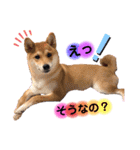 柴犬こむぎNO.3（個別スタンプ：24）