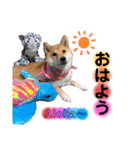 柴犬こむぎNO.3（個別スタンプ：25）