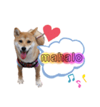 柴犬こむぎNO.3（個別スタンプ：26）