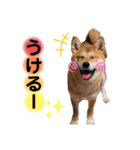 柴犬こむぎNO.3（個別スタンプ：27）