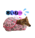 柴犬こむぎNO.3（個別スタンプ：28）