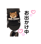 柴犬こむぎNO.3（個別スタンプ：29）