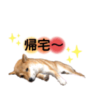 柴犬こむぎNO.3（個別スタンプ：30）