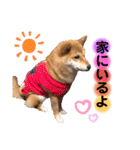 柴犬こむぎNO.3（個別スタンプ：31）