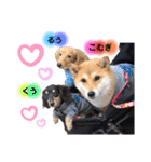 柴犬こむぎNO.3（個別スタンプ：32）
