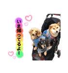柴犬こむぎNO.3（個別スタンプ：33）