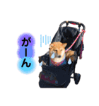 柴犬こむぎNO.3（個別スタンプ：35）
