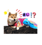 柴犬こむぎNO.3（個別スタンプ：36）