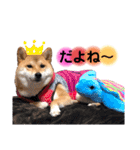 柴犬こむぎNO.3（個別スタンプ：37）