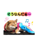 柴犬こむぎNO.3（個別スタンプ：38）