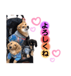 柴犬こむぎNO.3（個別スタンプ：39）