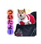 柴犬こむぎNO.3（個別スタンプ：40）