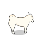 シンプルな柴犬たち（白）（個別スタンプ：30）
