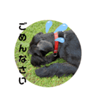*ジャイアントシュナウザー*日常（個別スタンプ：6）