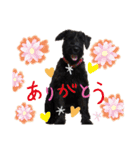 *ジャイアントシュナウザー*日常（個別スタンプ：8）