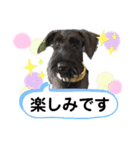 *ジャイアントシュナウザー*日常（個別スタンプ：9）