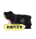 *ジャイアントシュナウザー*日常（個別スタンプ：10）