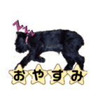 *ジャイアントシュナウザー*日常（個別スタンプ：11）