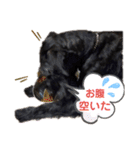 *ジャイアントシュナウザー*日常（個別スタンプ：12）