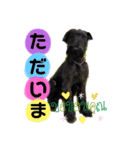 *ジャイアントシュナウザー*日常（個別スタンプ：13）
