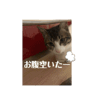 ちび猫ちゃん♡♡♡（個別スタンプ：3）