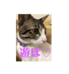ちび猫ちゃん♡♡♡（個別スタンプ：4）