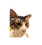 ちび猫ちゃん♡♡♡（個別スタンプ：5）