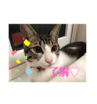 ちび猫ちゃん♡♡♡（個別スタンプ：7）