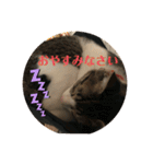 ちび猫ちゃん♡♡♡（個別スタンプ：8）