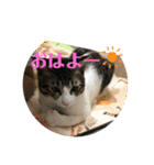 ちび猫ちゃん♡♡♡（個別スタンプ：9）