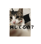 ちび猫ちゃん♡♡♡（個別スタンプ：10）