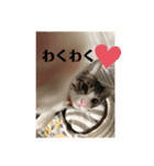 ちび猫ちゃん♡♡♡（個別スタンプ：11）