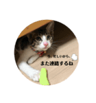 ちび猫ちゃん♡♡♡（個別スタンプ：13）