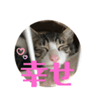 ちび猫ちゃん♡♡♡（個別スタンプ：15）