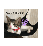 ちび猫ちゃん♡♡♡（個別スタンプ：17）