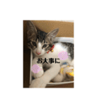 ちび猫ちゃん♡♡♡（個別スタンプ：18）