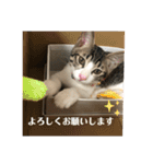 ちび猫ちゃん♡♡♡（個別スタンプ：19）