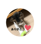 ちび猫ちゃん♡♡♡（個別スタンプ：20）