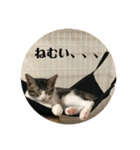 ちび猫ちゃん♡♡♡（個別スタンプ：21）