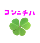 クローバー と 手書き風文字（個別スタンプ：14）