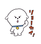 お茶目なビションフリーゼ（個別スタンプ：1）