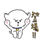 お茶目なビションフリーゼ（個別スタンプ：13）