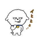 お茶目なビションフリーゼ（個別スタンプ：30）