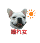フレブルコウちゃんと 仲間たち（個別スタンプ：3）
