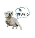 フレブルコウちゃんと 仲間たち（個別スタンプ：5）