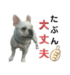 フレブルコウちゃんと 仲間たち（個別スタンプ：9）