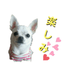 フレブルコウちゃんと 仲間たち（個別スタンプ：20）