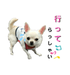 フレブルコウちゃんと 仲間たち（個別スタンプ：21）