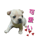 フレブルコウちゃんと 仲間たち（個別スタンプ：30）