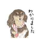 うちのわんこ。2019（個別スタンプ：21）
